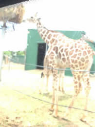 giraffe safari zoo mallorca